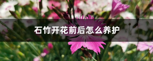 石竹开花前后怎么养护