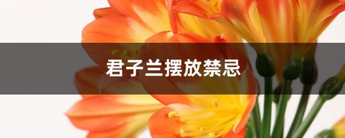 君子兰摆放禁忌