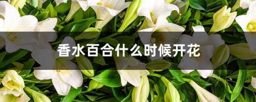 香水百合什么时候开花