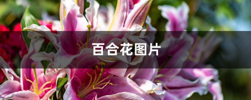 百合花图片