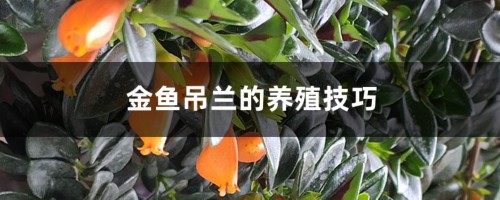 金鱼吊兰的养殖技巧